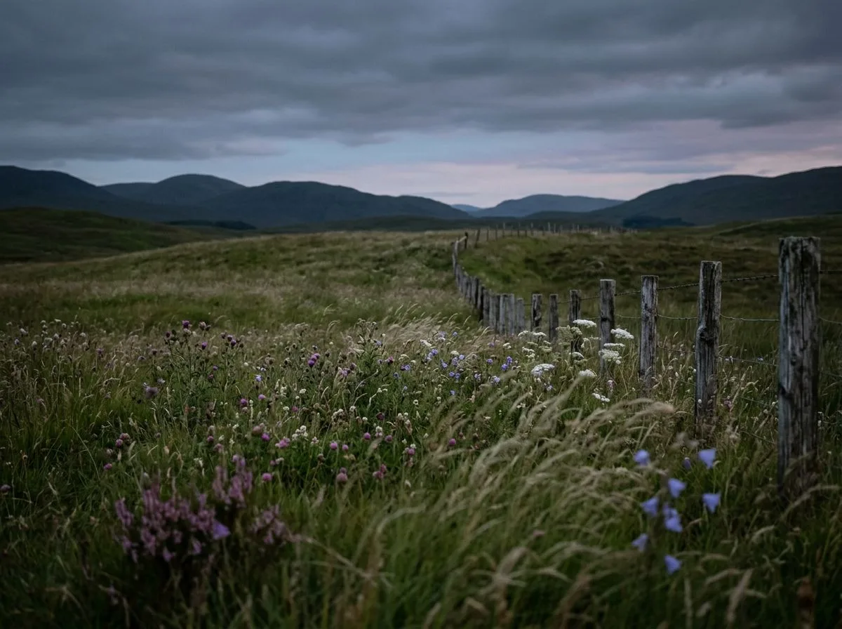 Meadow Winds at Solstice Twilight